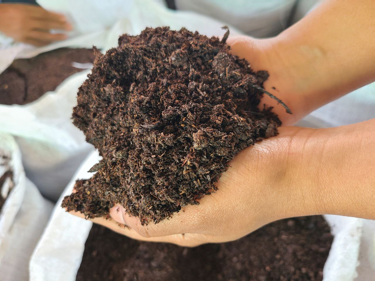 Sustainable farming practices in Ethiopia using Green Ethiopia organic fertilizer